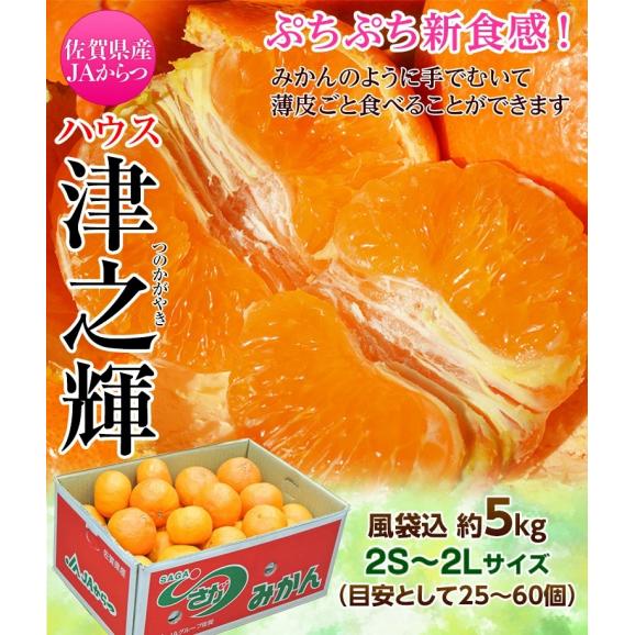 JAからつ『津之輝（つのかがやき）』 佐賀県産 柑橘 2S～2Lサイズ 風袋込 約5kg 産地箱入 ※常温※送料無料03
