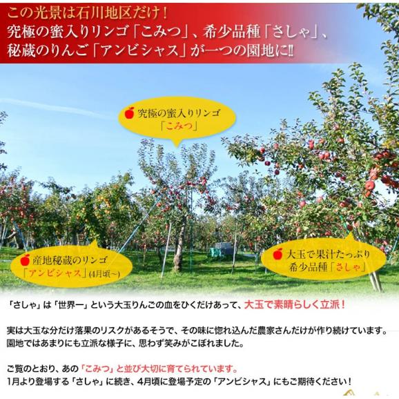 青森県産 希少な りんご　さしゃ 約3kg　（6～10玉） 特A品 ※常温 送料無料05