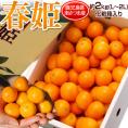 春姫 金柑 鹿児島産 L～2L 約2kg JA南さつま 化粧箱 ※常温 はるひめ 送料無料