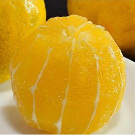 レモネード 静岡県産 柑橘 約5kg 2S～Lサイズ 産地箱　※常温 送料無料