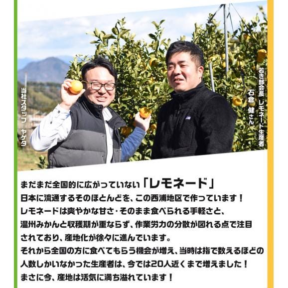 レモネード 静岡県産 柑橘 約5kg 2S～Lサイズ 産地箱　※常温 送料無料03