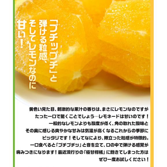レモネード 静岡県産 柑橘 約5kg 2S～Lサイズ 産地箱　※常温 送料無料04