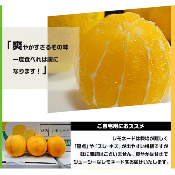レモネード 静岡県産 柑橘 約5kg 2S～Lサイズ 産地箱　※常温 送料無料06
