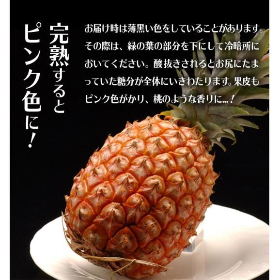 「ピーチパイン」沖縄県産パイナップル 約500g×3玉　計約1.5kg　※常温　 送料無料04