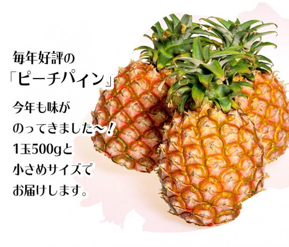 希少になる 小玉『ピーチパイン』沖縄県産パインアップル S～M 計約1.5kg 約 果物
