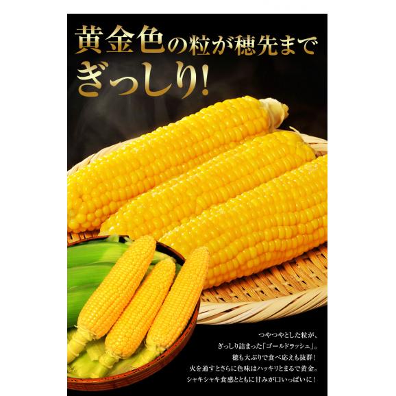 最盛期　とうもろこし ゴールドラッシュ 山梨県産　JAふえふき 2Lサイズ 2.5kg以上（6本入り）※冷蔵02