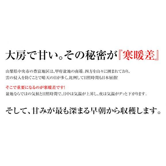 最盛期　とうもろこし ゴールドラッシュ 山梨県産　JAふえふき 2Lサイズ 2.5kg以上（6本入り）※冷蔵03