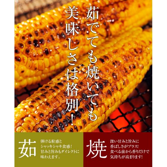 最盛期　とうもろこし ゴールドラッシュ 山梨県産　JAふえふき 2Lサイズ 2.5kg以上（6本入り）※冷蔵05