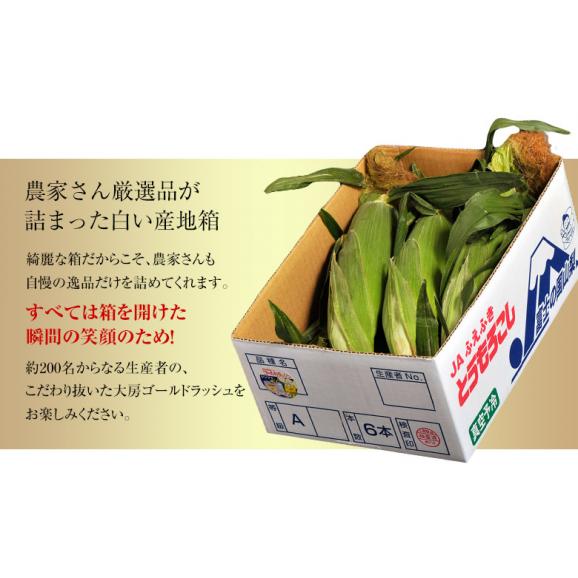 最盛期　とうもろこし ゴールドラッシュ 山梨県産　JAふえふき 2Lサイズ 2.5kg以上（6本入り）※冷蔵06