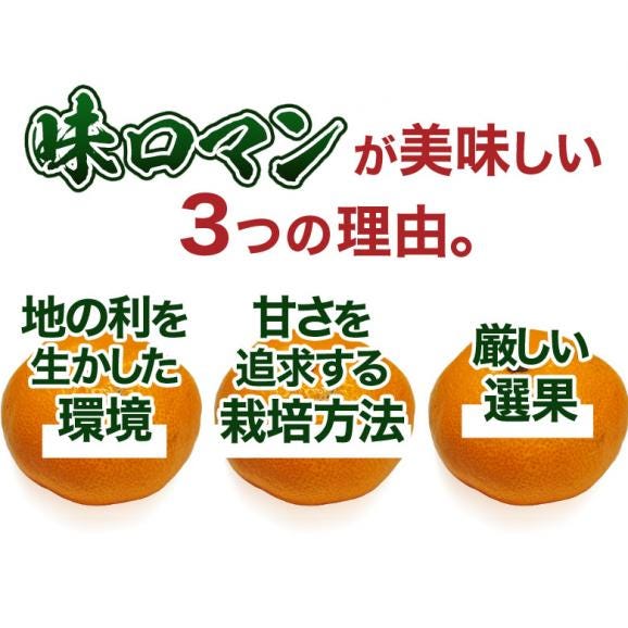 【糖度12度選別】 極甘みかん 『味ロマン』 JA長崎せいひ 約2.5kg 外皮に傷あり (11月出荷：2S〜M、12月出荷：S〜L) ※常温　送料無料04