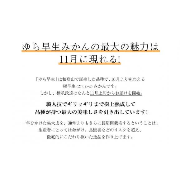 橋爪流栽培みかん 俊菓(しゅんか) ゆら早生 和歌山県産 2S～Sサイズ 約2.5キロ ※常温 送料無料　03