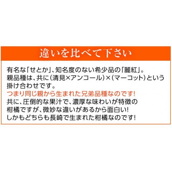 せとか＆麗紅 食べ比べセット 長崎県産 計約5kg（各約2.5kg&times;2箱）※常温 柑橘 送料無料02