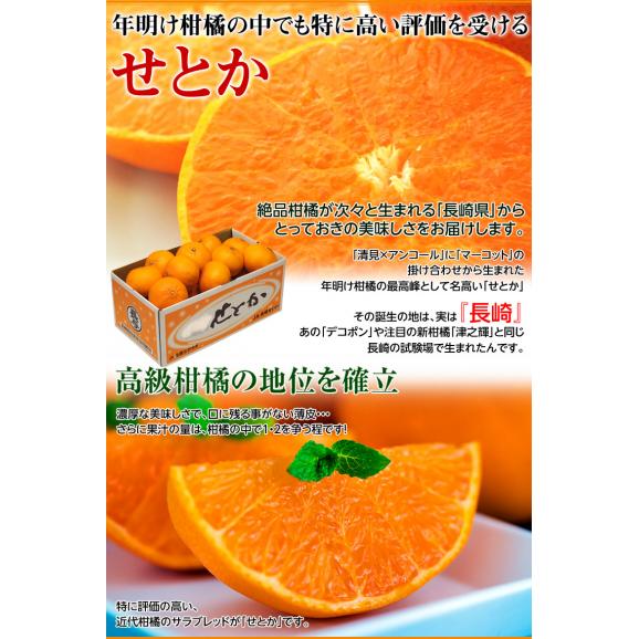 せとか＆麗紅 食べ比べセット 長崎県産 計約5kg（各約2.5kg&times;2箱）※常温 柑橘 送料無料03