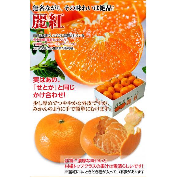 せとか＆麗紅 食べ比べセット 長崎県産 計約5kg（各約2.5kg&times;2箱）※常温 柑橘 送料無料04