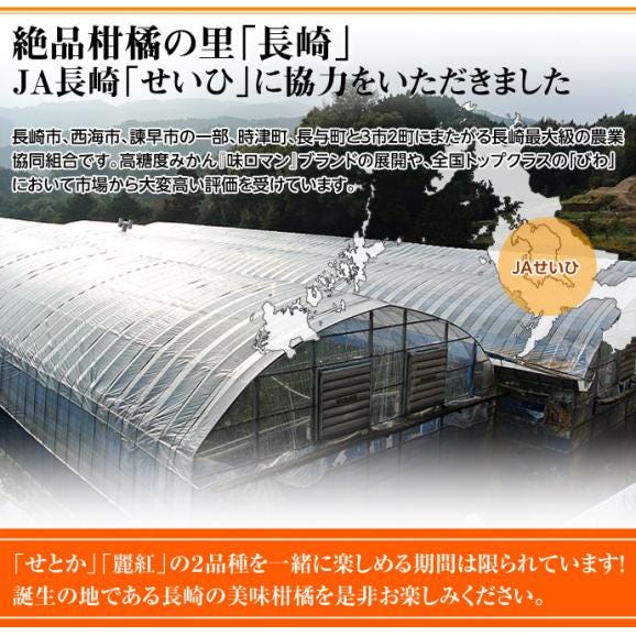 せとか＆麗紅 食べ比べセット 長崎県産 計約5kg（各約2.5kg&times;2箱）※常温 柑橘 送料無料05