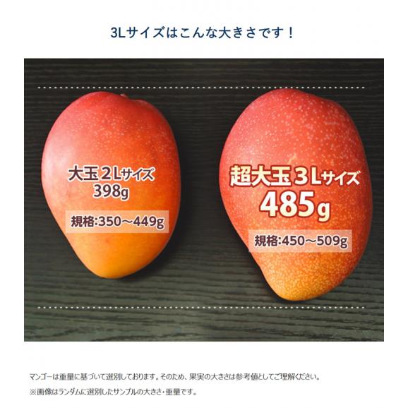 超大玉『みやざき完熟マンゴー』宮崎県産 3L(450～509g) ×1玉 ※冷蔵03