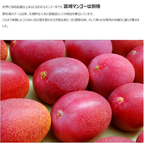 超大玉『みやざき完熟マンゴー』宮崎県産 3L(450～509g) ×1玉 ※冷蔵05