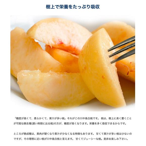 『川中島白桃』 山形産 約5kg（13～20玉） 簡易箱 ※常温 送料無料03