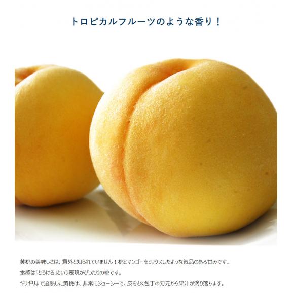 伊達の黄桃 福島県産 秀品以上 大玉 計約2.3kg (6〜8玉) 簡易箱 ※冷蔵　送料無料  桃 黄桃02