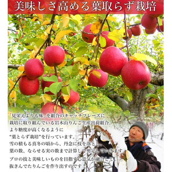 葉とらずりんご『サンつがる』青森県産 岩木山りんご生産出荷組合 約3kg（7～15玉入）産地箱 ※冷蔵 送料無料03