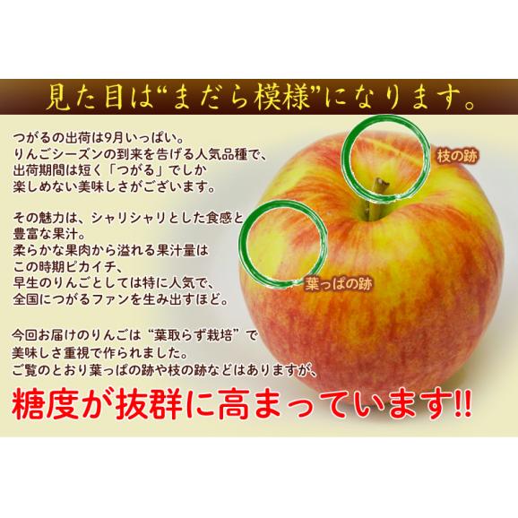 葉とらずりんご『サンつがる』青森県産 岩木山りんご生産出荷組合 約3kg（7～15玉入）産地箱 ※冷蔵 送料無料04