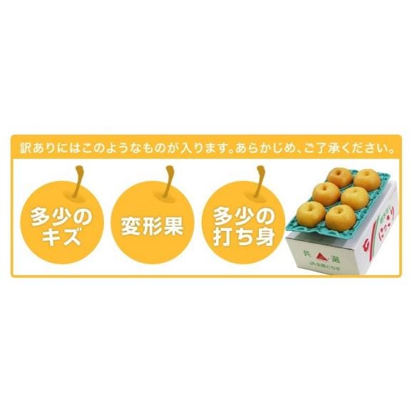 にっこり梨　栃木県産 約5kg 大玉 5～12玉 ご自宅用 （外皮傷あり、変形果） ※常温　送料無料03