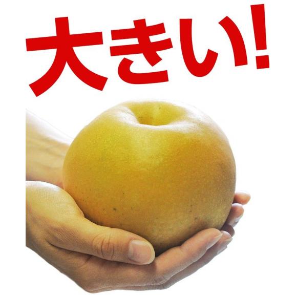 にっこり梨　栃木県産 約5kg 大玉 5～12玉 ご自宅用 （外皮傷あり、変形果） ※常温　送料無料04