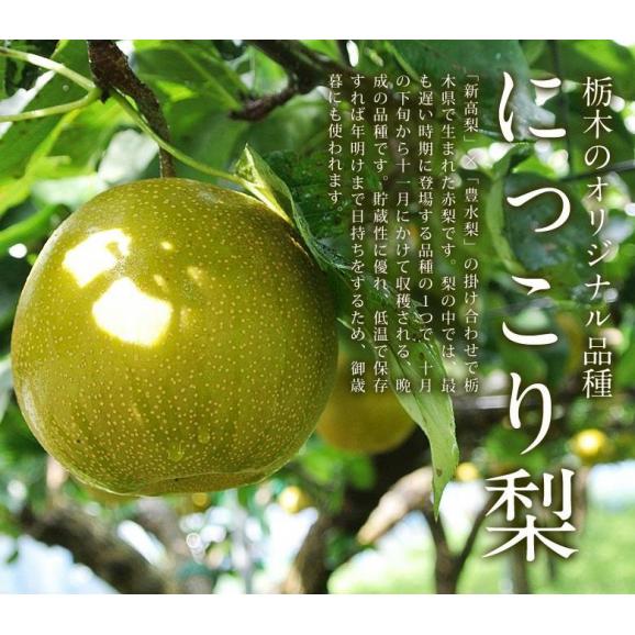 にっこり梨　栃木県産 約5kg 大玉 5～12玉 ご自宅用 （外皮傷あり、変形果） ※常温　送料無料06