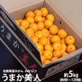 佐賀県産みかん JAからつ うまか美人 超小粒(2S～3S) 約5kg 目安として80～120個程度 ※常温 送料無料　※生育状況によってはSサイズで出荷