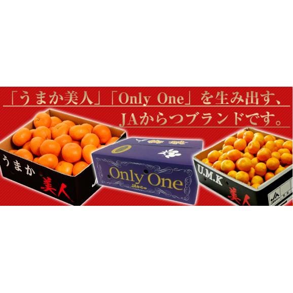 JAからつ『津之輝（つのかがやき）』佐賀県産柑橘　2S～2Lサイズ　風袋込約2.5kg（11～30玉） 簡易包装　※常温02