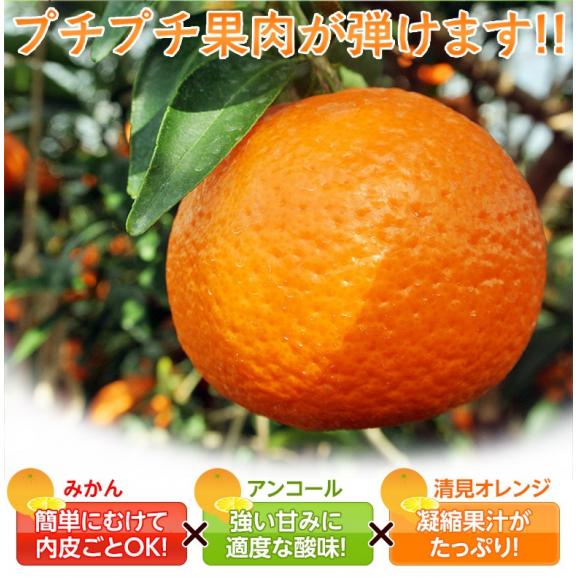 JAからつ『津之輝（つのかがやき）』佐賀県産柑橘　2S～2Lサイズ　風袋込約2.5kg（11～30玉） 簡易包装　※常温04