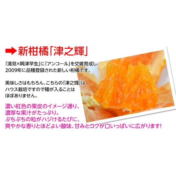 JAからつ『津之輝（つのかがやき）』佐賀県産柑橘　2S～2Lサイズ　風袋込約2.5kg（11～30玉） 簡易包装　※常温05