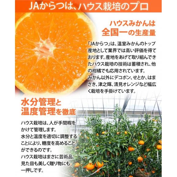 JAからつ『津之輝（つのかがやき）』佐賀県産柑橘　2S～2Lサイズ　風袋込約2.5kg（11～30玉） 簡易包装　※常温06