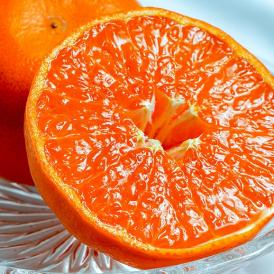 JAからつの高級柑橘が訳あり大特価！