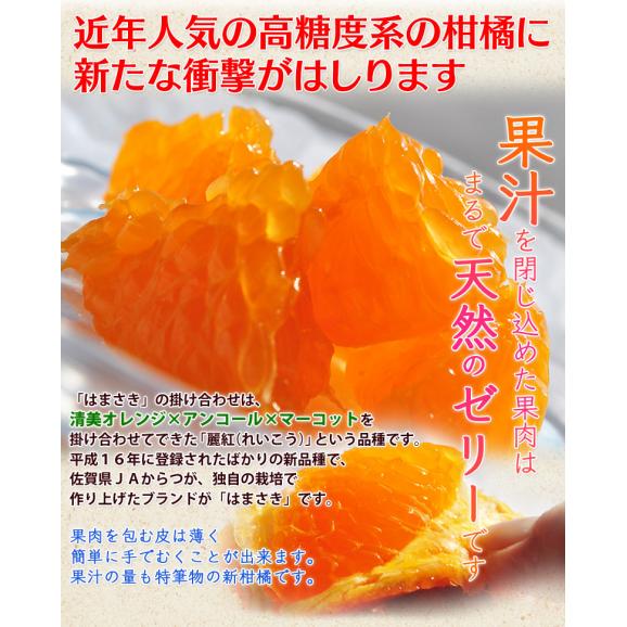 『はまさき（ご家庭用）』佐賀県JAからつ産 柑橘 品種：麗紅 サイズ不揃い 約2.5kg 簡易箱 ※常温 送料無料03
