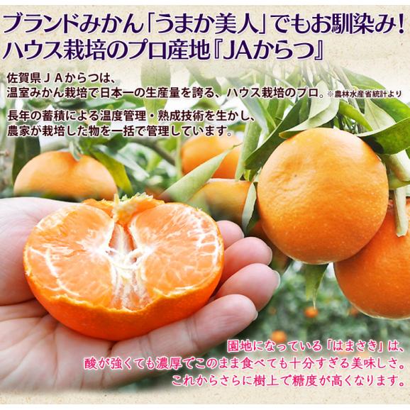 はまさき JAからつ 佐賀県産 秀品 約2.5kg（12〜18玉）化粧箱 ※常温 送料無料04