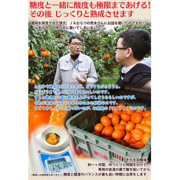 はまさき JAからつ 佐賀県産 秀品 約2.5kg（12〜18玉）化粧箱 ※常温 送料無料05
