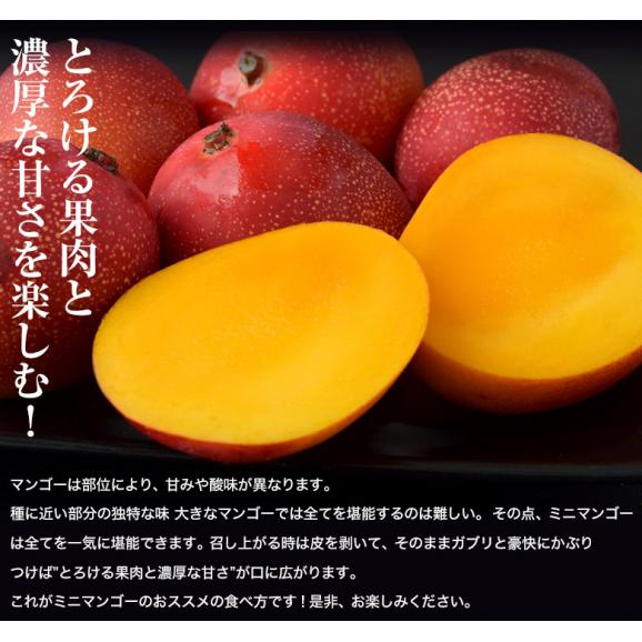 マンゴー 宮崎県産 ミニマンゴー S～2Sサイズ 約400g 1パック（目安として3～8玉） 常温 送料無料05