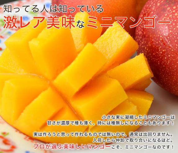 マンゴー 宮崎県産 ミニマンゴー S～2Sサイズ 約400g 1パック