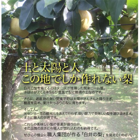 しろいの梨（品種：幸水） 千葉県白井市産 約2.5kg（7～10玉）産地箱 ※冷蔵 送料無料03