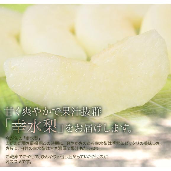 しろいの梨（品種：幸水） 千葉県白井市産 約2.5kg（7～10玉）産地箱 ※冷蔵 送料無料04