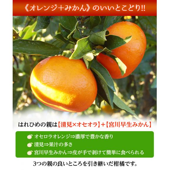 『はれひめ』愛媛県産柑橘 M～3Lサイズ 約5kg　産地箱入　※常温　送料無料02