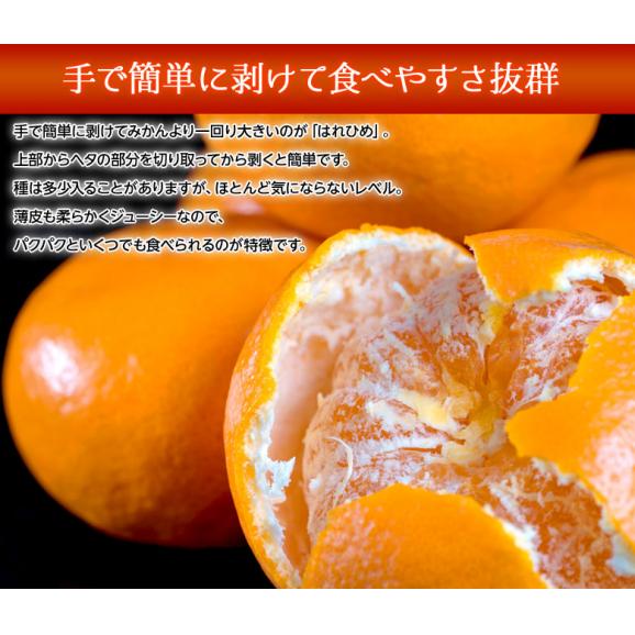 『はれひめ』愛媛県産柑橘 M～3Lサイズ 約5kg　産地箱入　※常温　送料無料03