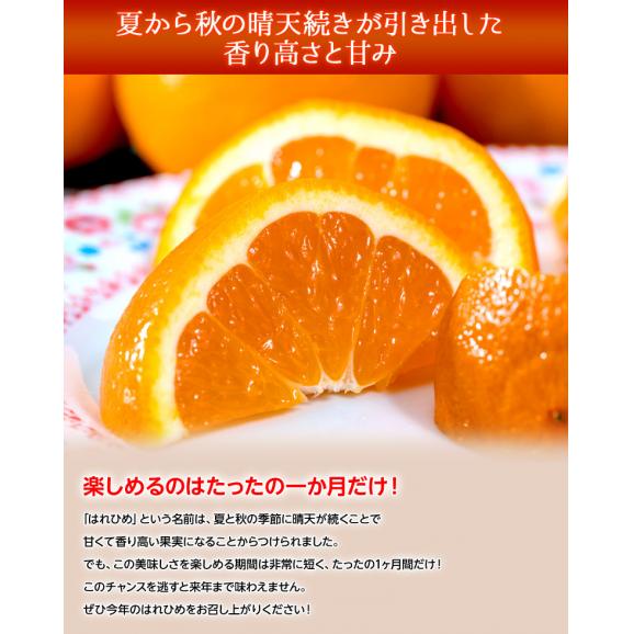 【カード・代引限定】はれひめ 愛媛県産柑橘 M～3Lサイズ 約5kg　産地箱入　※常温　送料無料04
