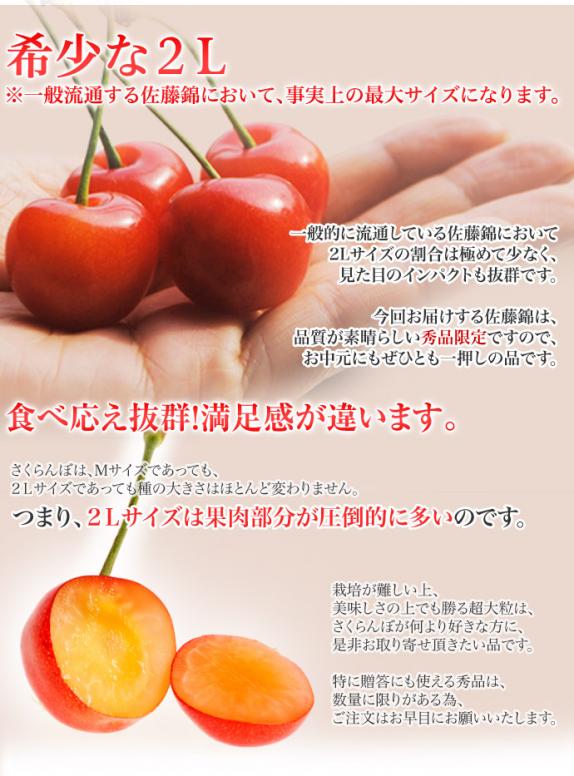 齋藤さんグループの超大粒佐藤錦』 さくらんぼ 秀品 山形県東根産 約