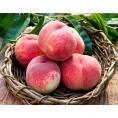 山梨県産 「春日居の桃」　秀品　化粧箱入り 5～6玉　約1.4kg ※常温 送料無料