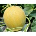 大玉『アムさん（品種：ユウカ）』青森県産 つがりあんメロン 秀品 1玉 約1.5kg 産地箱 ※常温　産地直送 ギフト 贈答 お中元 送料無料