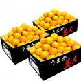 【カード・代引限定】JAからつ 『うまか美人』 佐賀県産 みかん 約2.5kg×3箱 小玉 2S～3Sサイズ　※常温 送料無料 ※生育状況によってはSサイズで出荷