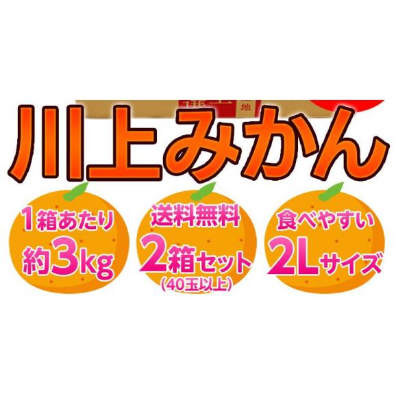 天皇杯受賞産地 川上みかん　JAにしうわ 愛媛県西宇和産  大玉2Lサイズ 約3kg×2箱 送料無料 ギフト お歳暮 みかん03