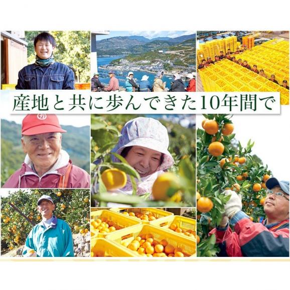 【天皇杯受賞産地】JAにしうわ 愛媛 西宇和産 川上みかん 大玉2Lサイズ 約3kg×2箱 産地直送 送料無料 ギフト お歳暮 みかん04